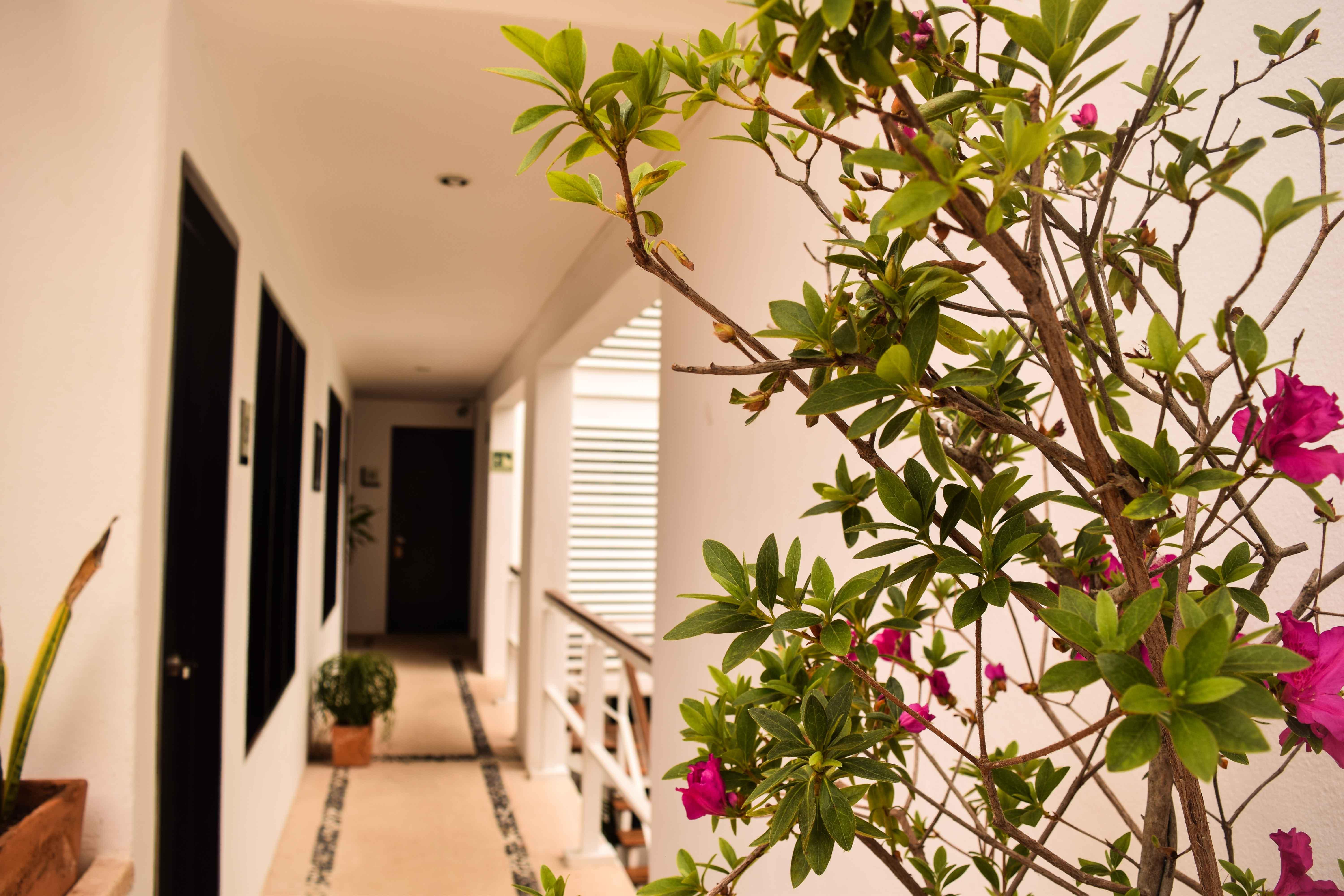 Casa Ticul Hotel Boutique - 5Th Ave (Adults Only) Playa del Carmen Exterior photo